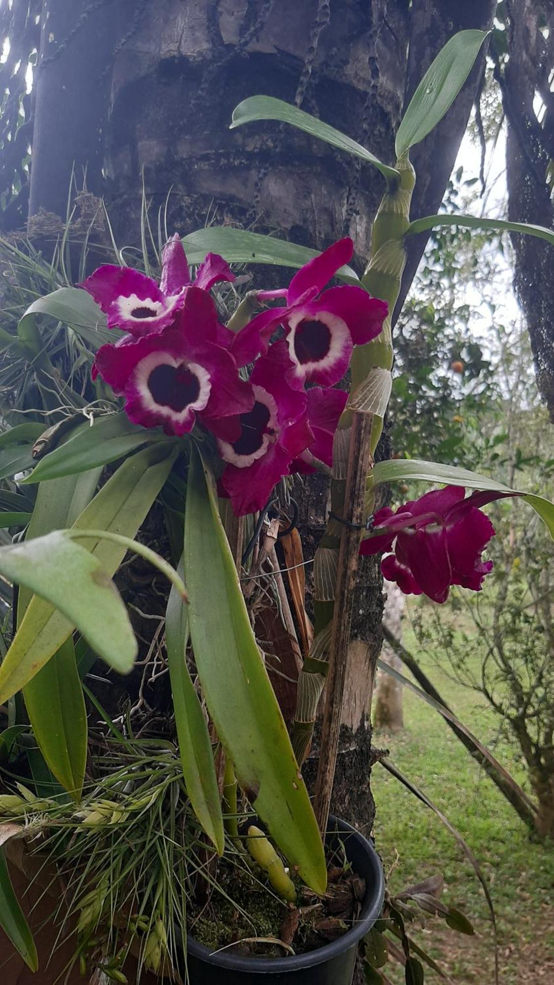 Rancho Esperanca, Pouso E Comida A Lenha