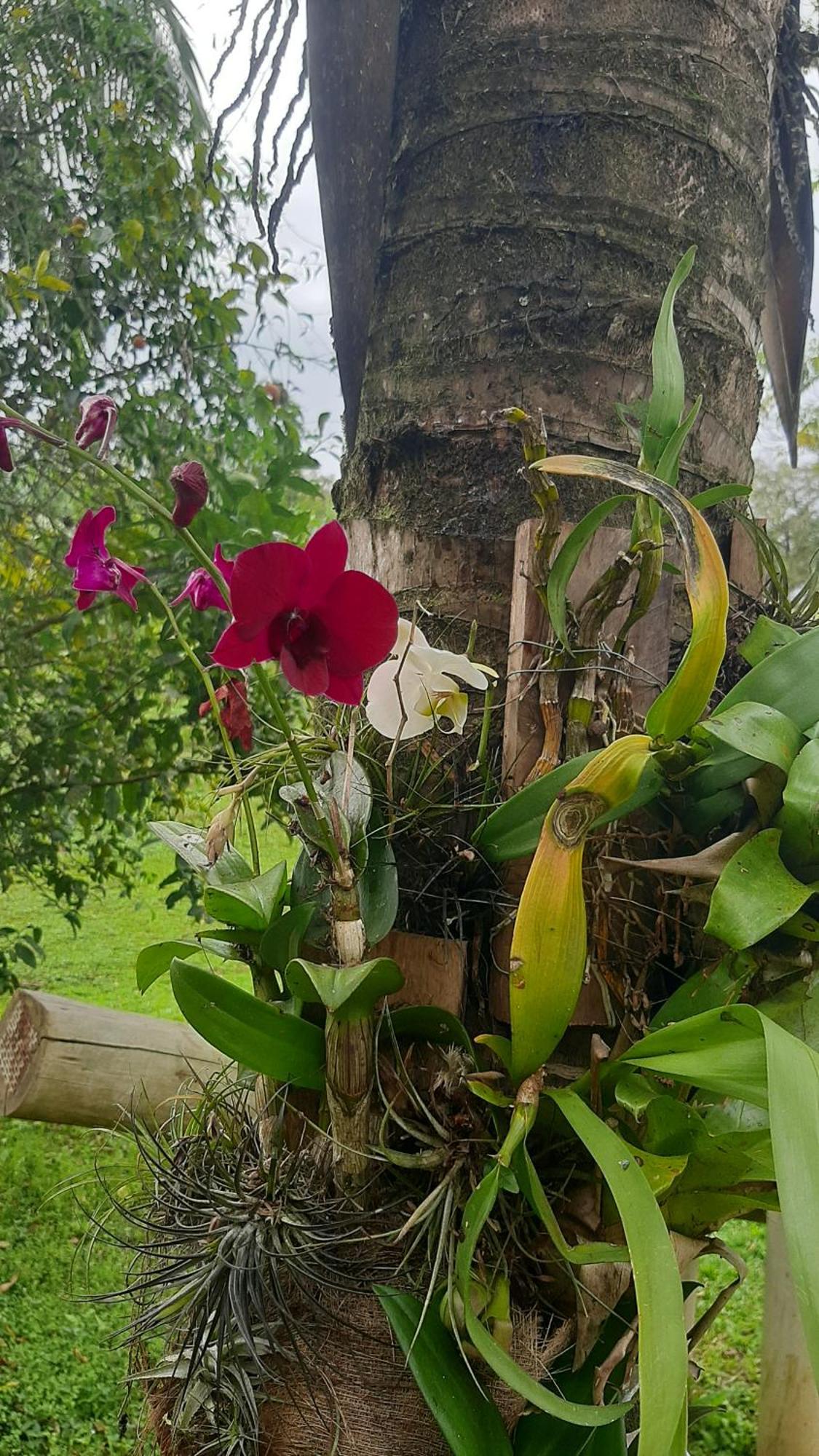 Rancho Esperanca, Pouso E Comida A Lenha * Paraty
